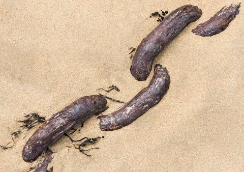 Chain in Beach Sand Stock Photos