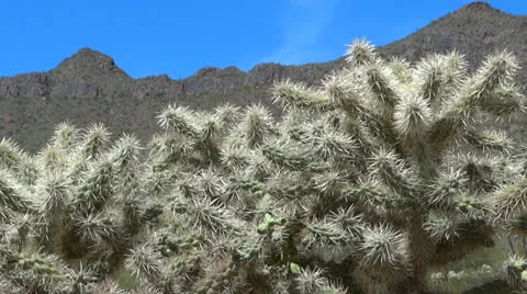 Chain Cholla and Mountain View Stock Footage 22774252