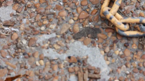 Chain on concrete Stock Footage 33755107