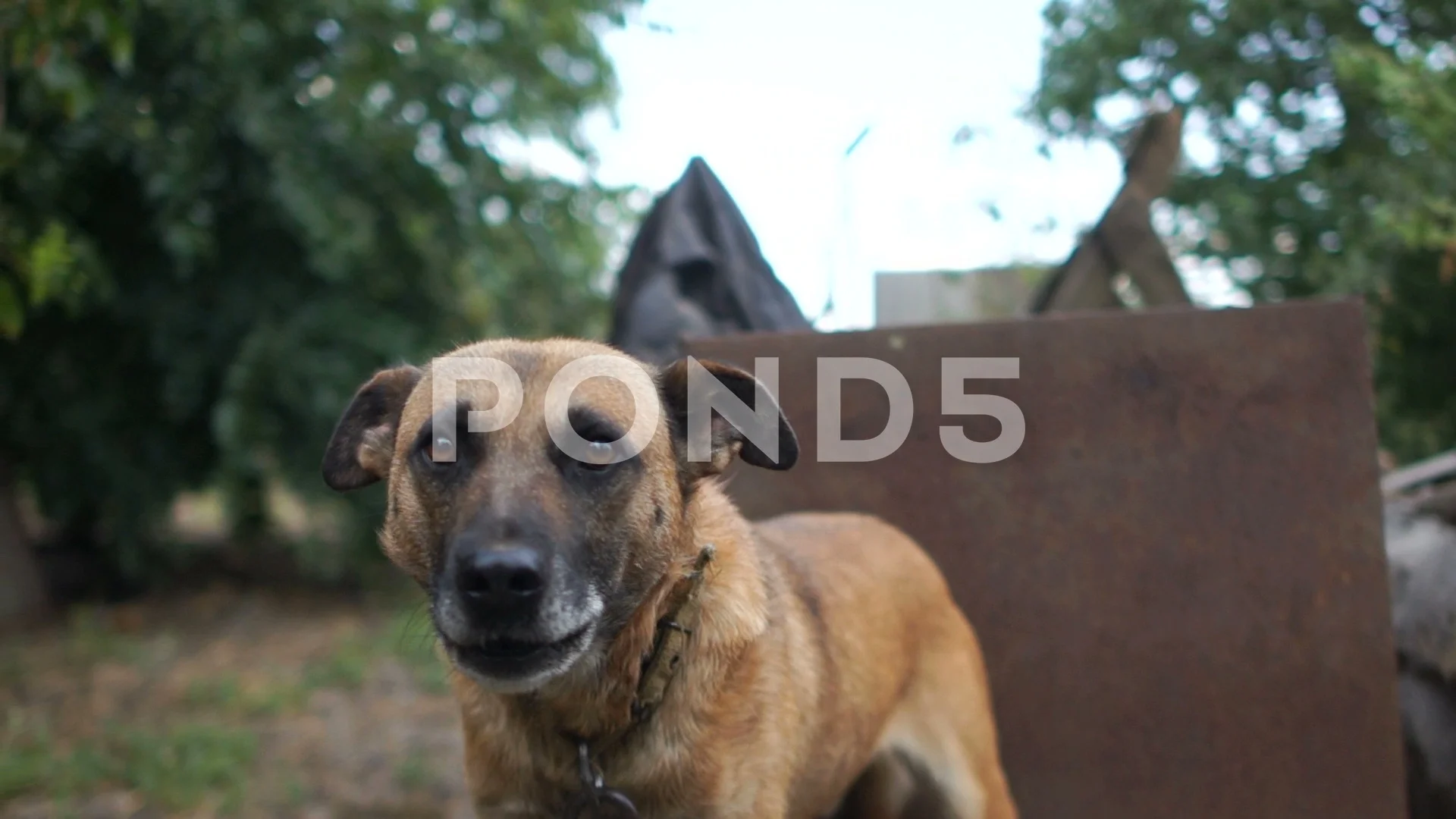 dog barks at passers by