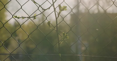 Chain fence in the rays of the setting sun. The buds on the tree are blooming. Stock Footage 194720015