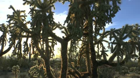 Chain Fruit or Jumping Cholla Cactus Scenic Stock Footage