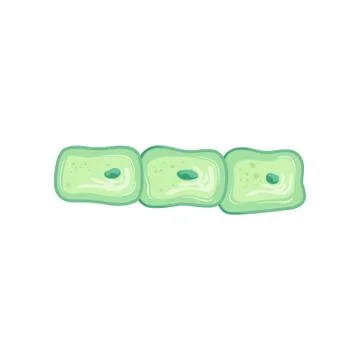 Chain of green cells under microscope with single nucleus. Microbiology concept Stock Illustration