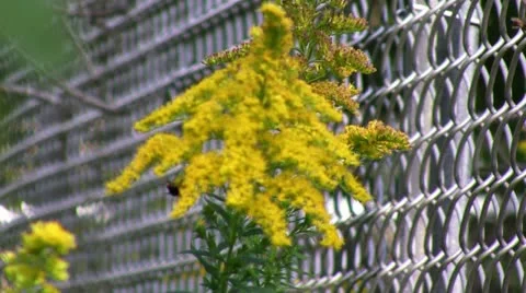 Chain Link Fence rack focus to Bee on Flower Stock Footage 12023589