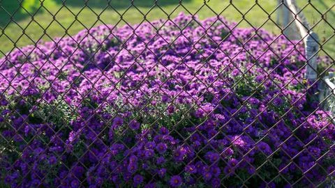 Chain Link Fence in Sharp Focus with Purple Flowers Beyond 库存照片