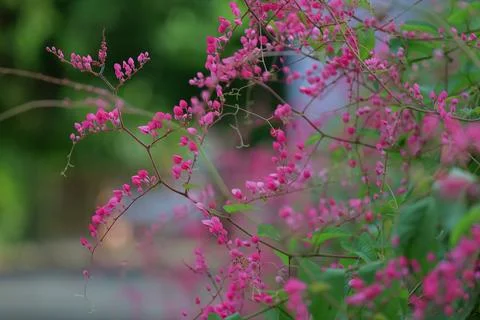 Chain of Love Foto stock