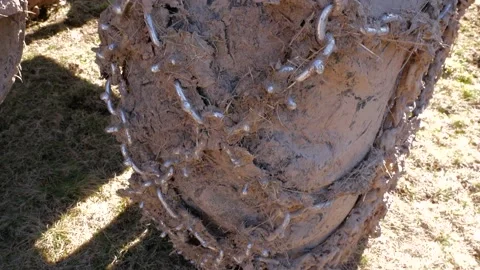 Chain on old romanian forestry machine. Stock Footage 152076331