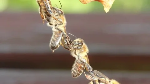 Chain or ladder of bees.. Stock Footage 77405884