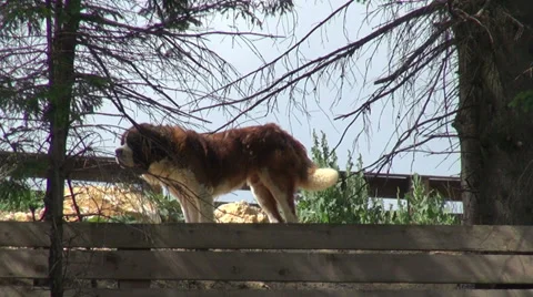 Chain Saint Bernard guarding property, mature dog, giant rescue animal Vídeos de archivo 30873839