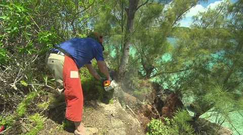 Chain Saw, Cutting down Tree Stock Footage 33227058