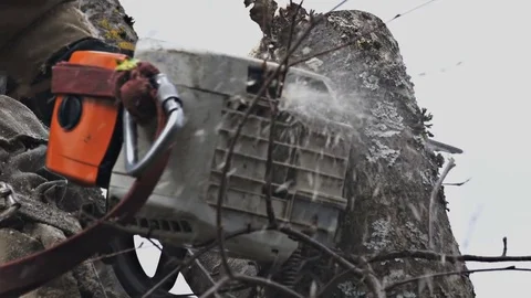 Chain saw cutting down the tree Stock Footage 71058120