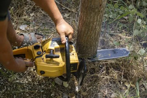 A chain saw cutting a small tree in a big forest Stockfoto's