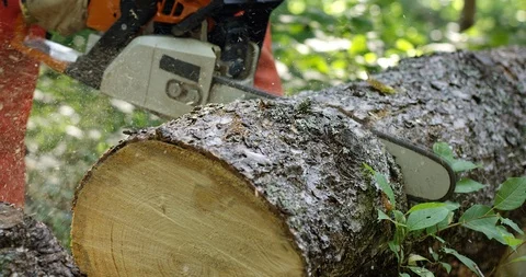Chain saw cutting into tree log in forest - close up Stock Footage 118602873