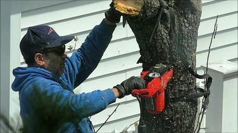 Chain Saw tree cut, slow motion Video stock 38183611