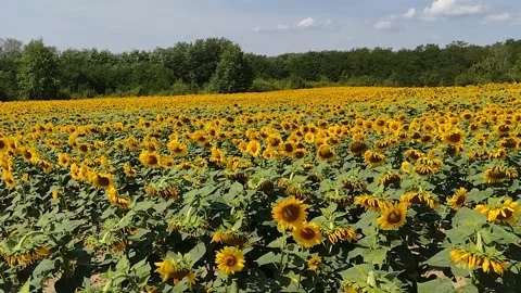 Chain with sunflower in the summer. in Maramures county, Romania Stock Footage 204713192