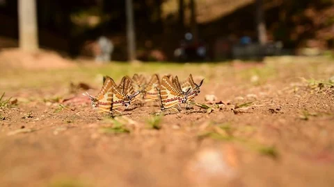 Chain Swordtail butterfly Video stock 75250489
