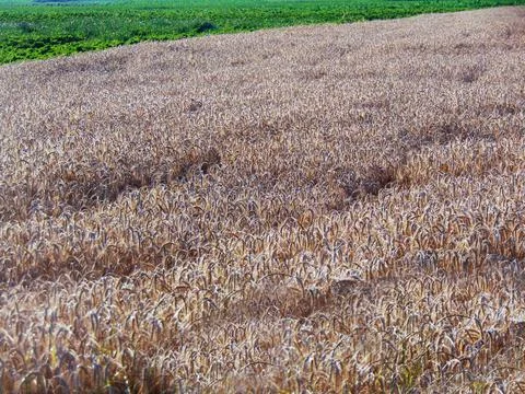 Chain with wheat in Maramures county 스톡 사진