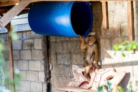 Chained Coconut-Picking Macaque Beneath Barrel Shelter Stock Photos