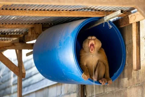 Chained Coconut-Picking Macaque Displays Teeth Stock Photos