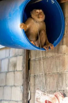 Chained Coconut-Picking Macaque Inside Blue Barrel Stock Photos