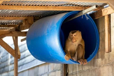 Chained Coconut-Picking Macaque Seated in Barrel Stock Photos