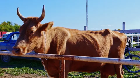 A chained cow in the paddock Video stock 145647060