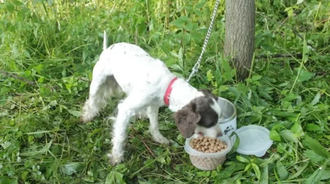 Chained dog eats from her bowl Stock Footage 40208016