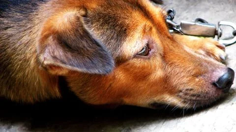 Chained Dog Lying Down Foto stock