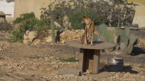 Chained dog standing on the table and barking Stock Footage 86171954