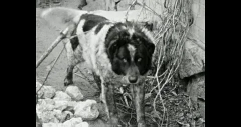 Chained dog wagging tail and showing friendliness Vídeo Stock 307493968