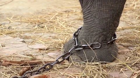 Chained up elephant leg Stock Footage 65775705