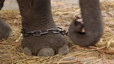 Chained up elephant leg Stock Footage 65777004