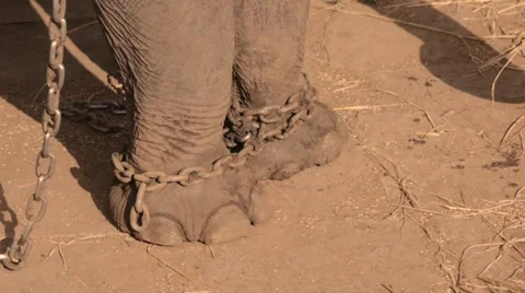 Chained elephant with shadow proboscis trunk Stock Footage 60821674