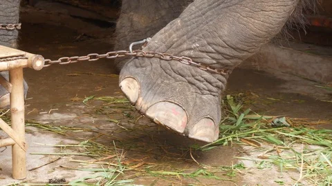 Chained elephant struggling to escape its cage in Thailand Stock Footage 124142392