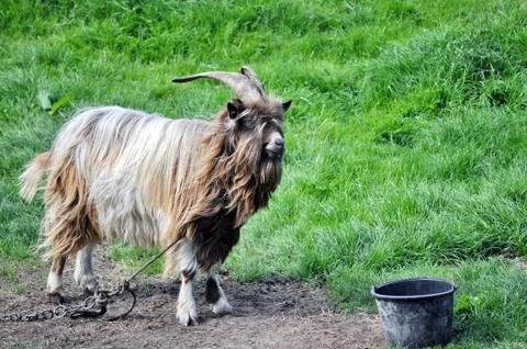 Chained Goat Stock Photos