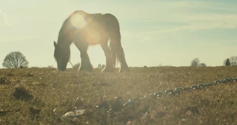 A chained horse eats grass on a sunny day Video stock 127092207