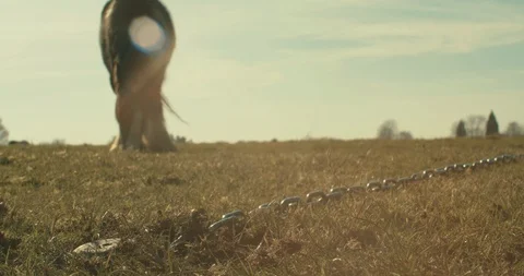 A chained up horse eats grass on a sunny day Video stock 127096122
