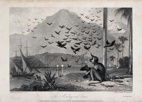 A chained monkey being bombarded by a flock of crows as people arrive on it.. Stock Illustration