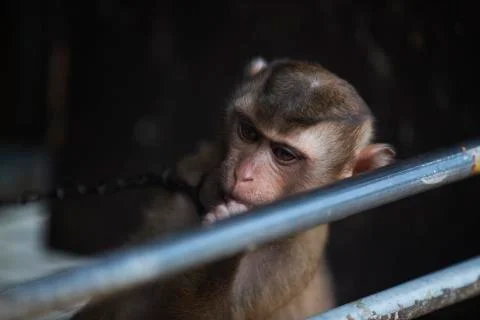 Chained monkey colored  Stock Photos