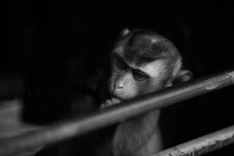 Chained monkey  Stock Photos