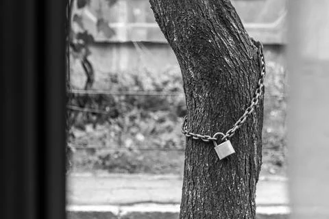 Chained tree Stock Photos