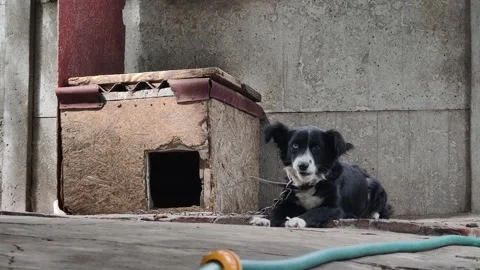 Chained Watchdog with Blue Eye Lying Next to its Rustic Kennel Stock Footage 315226751