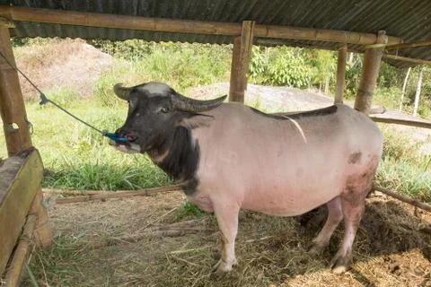 Chained water buffalo Stock Photos