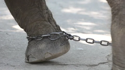 Chain. Elephant Video stock 3853025