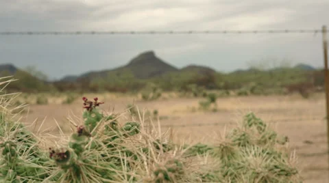 Chainfruit Jumping Cholla Cactus Dolly Stock Footage 38888401