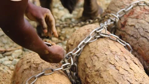 Chaining wood for the oxen Stock Footage 170312650