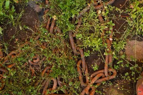 Chains lay on damp ground, partially covered by grass and weeds in a natural Stock Photos