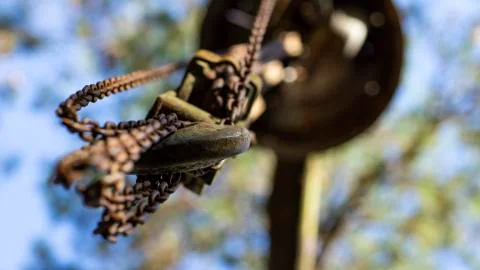 Chains stuck down and the background blurred. Stock Photos
