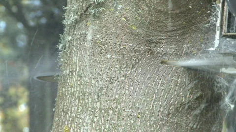 Chainsaw 1 Stock Footage 491470