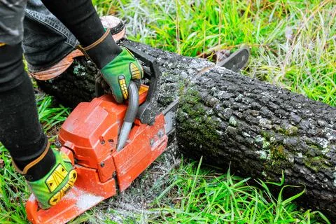 Chainsaw in action during tree cutting in forested area on sunny day Stock Photos